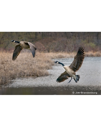 JBS48 Canada geese flying