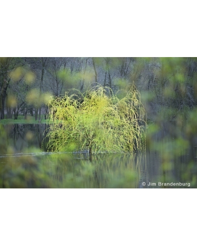 JBS54 Willow in water