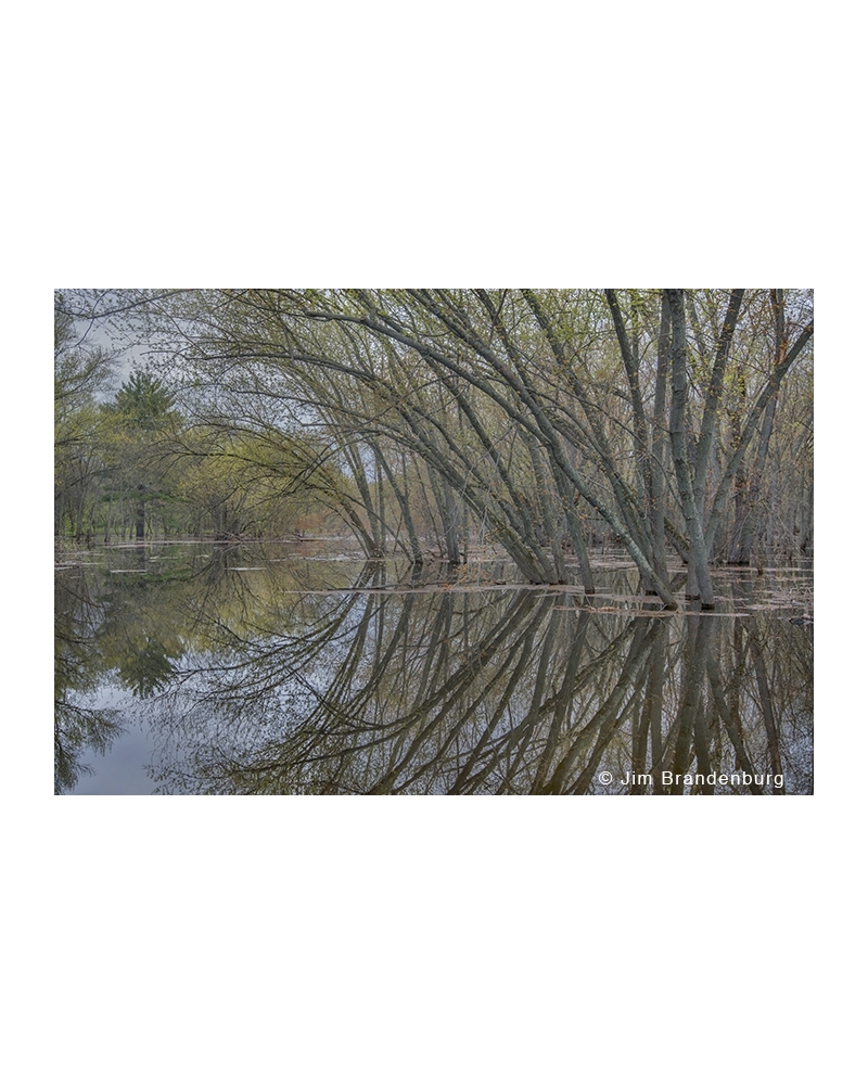 JBS57 Saint Croix trees reflection