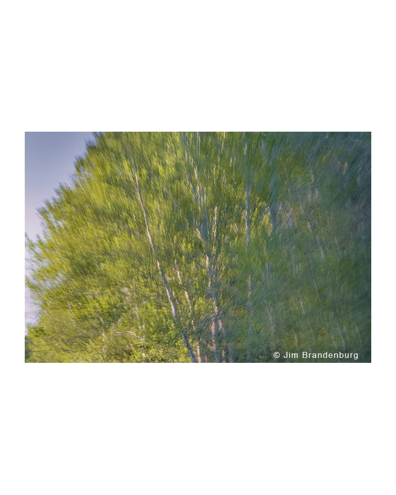 JBS71 Birch tree impressionism
