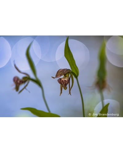 JBS83 Ramshead orchid