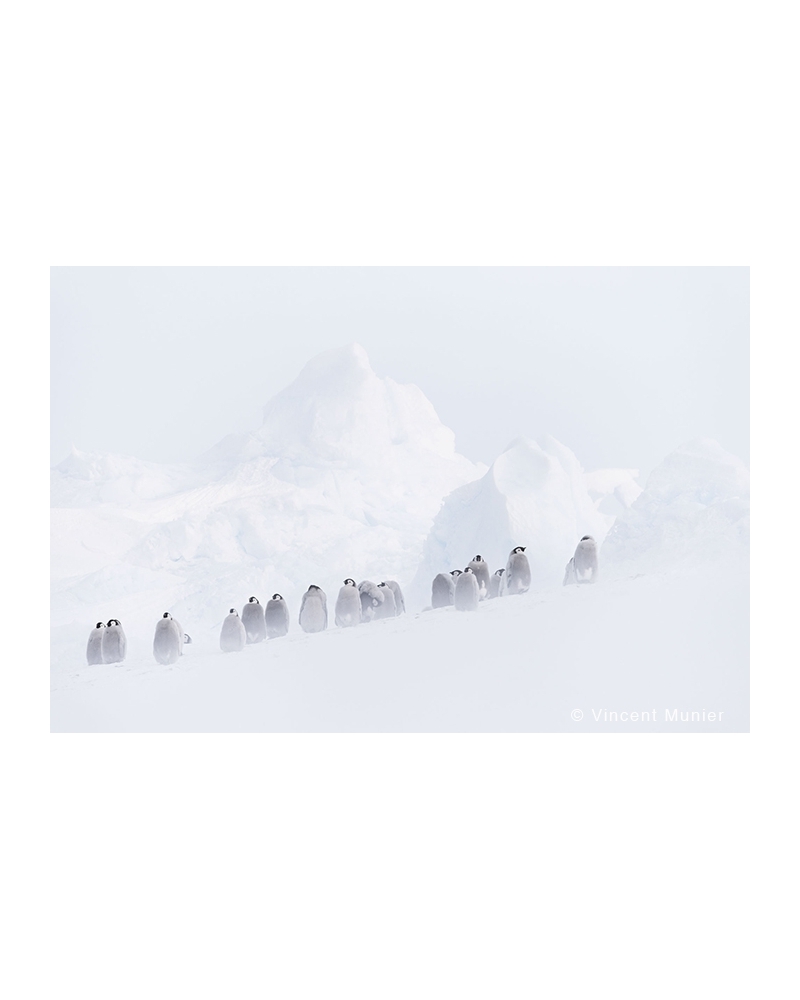 VMTA27 At glacier young emperor penguins