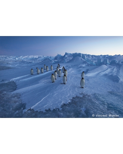 VMAT43 Sixteen emperor penguins