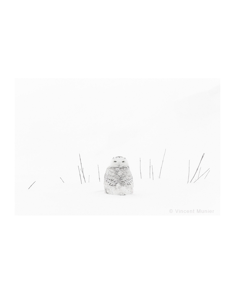 VMAR22 Snowy owl