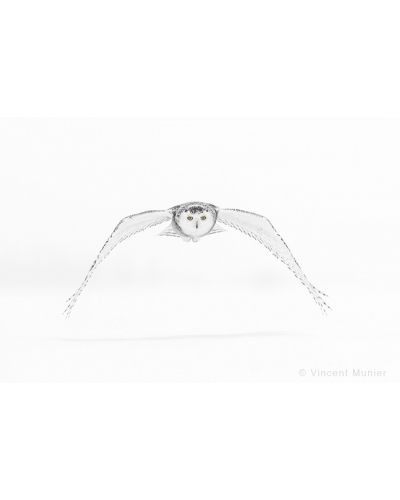 VMAR23 Snowy owl