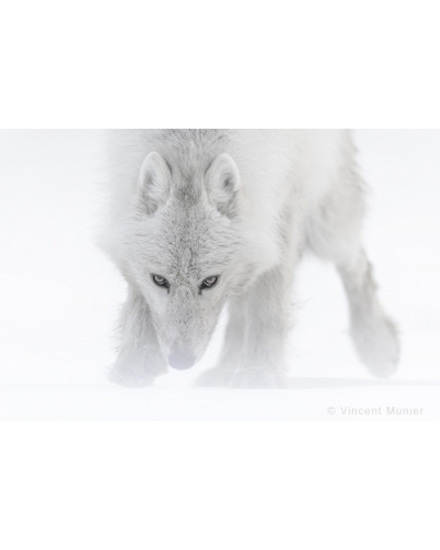 VMAR58 Loup arctique
