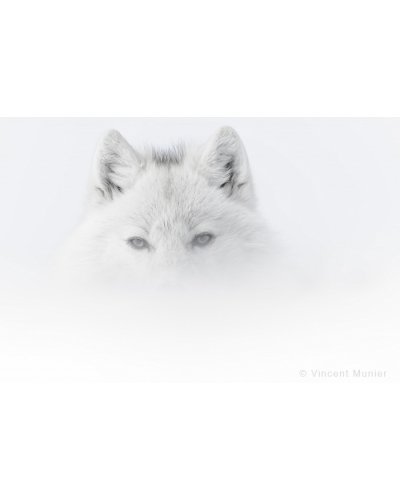 VMAR61 White wolf
