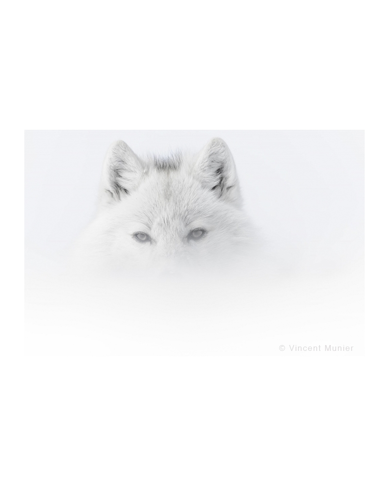 VMAR61 Loup arctique