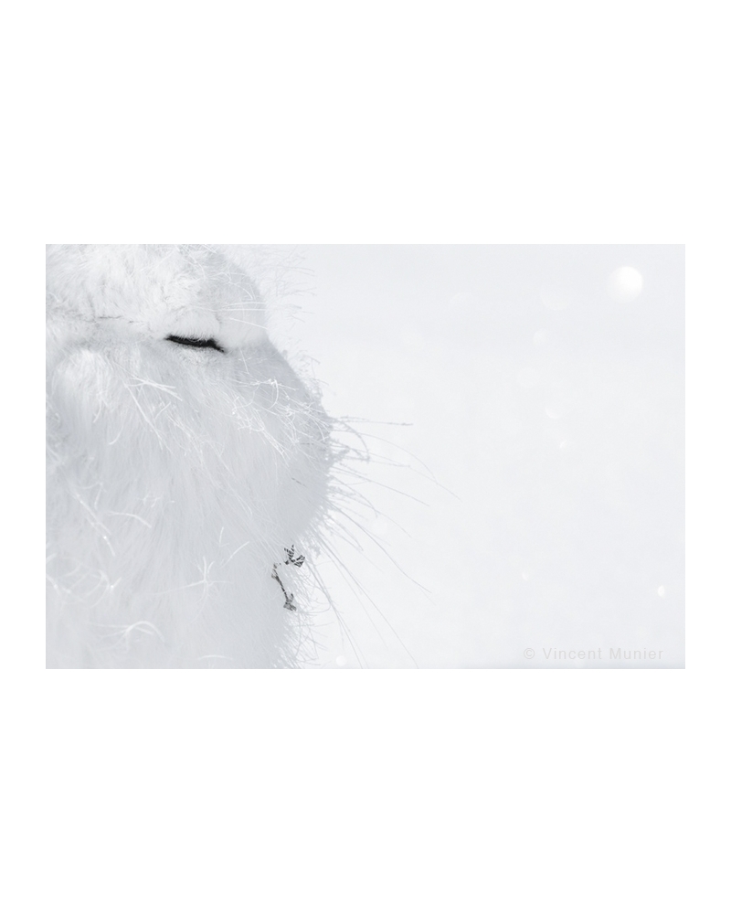 VMAR130 Lièvre arctique