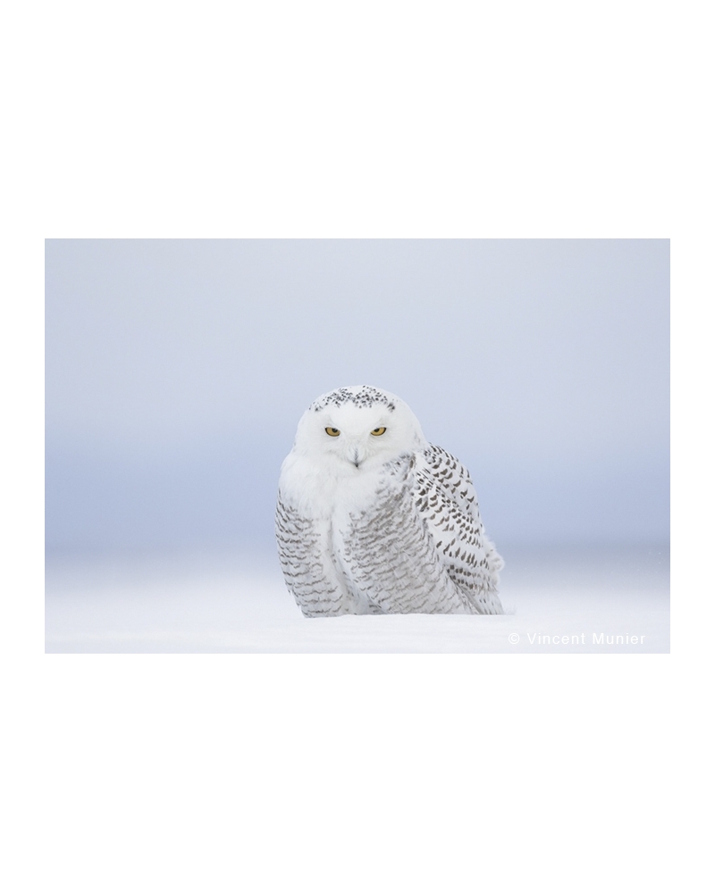 VMCA-BD41 Snowy owl