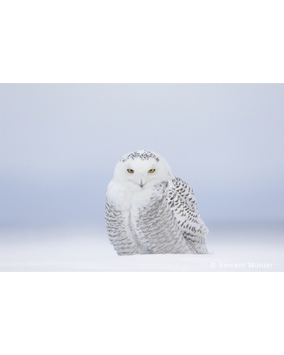 VMCA-BD41 Snowy owl