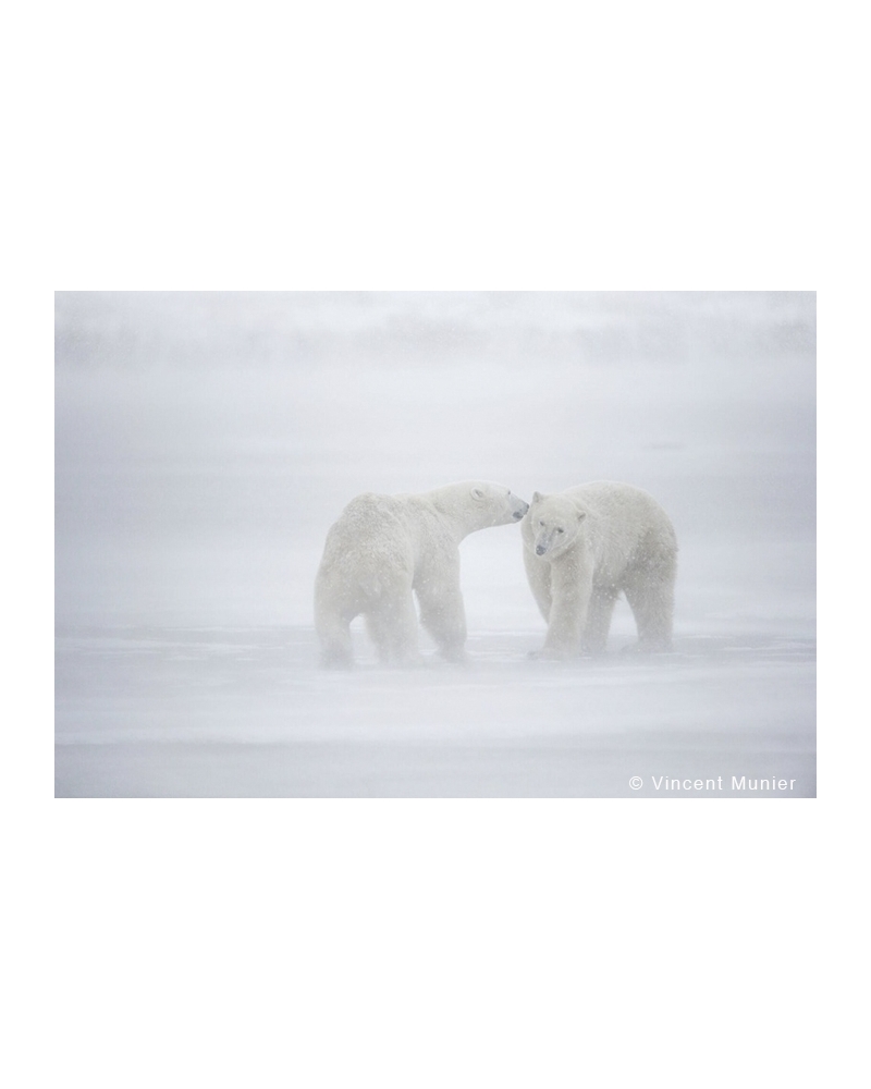 VMCA-BD205 Polar bears