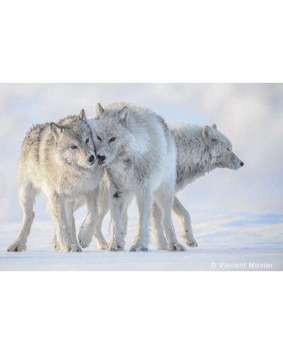 VMEL-BD128 Loups arctiques