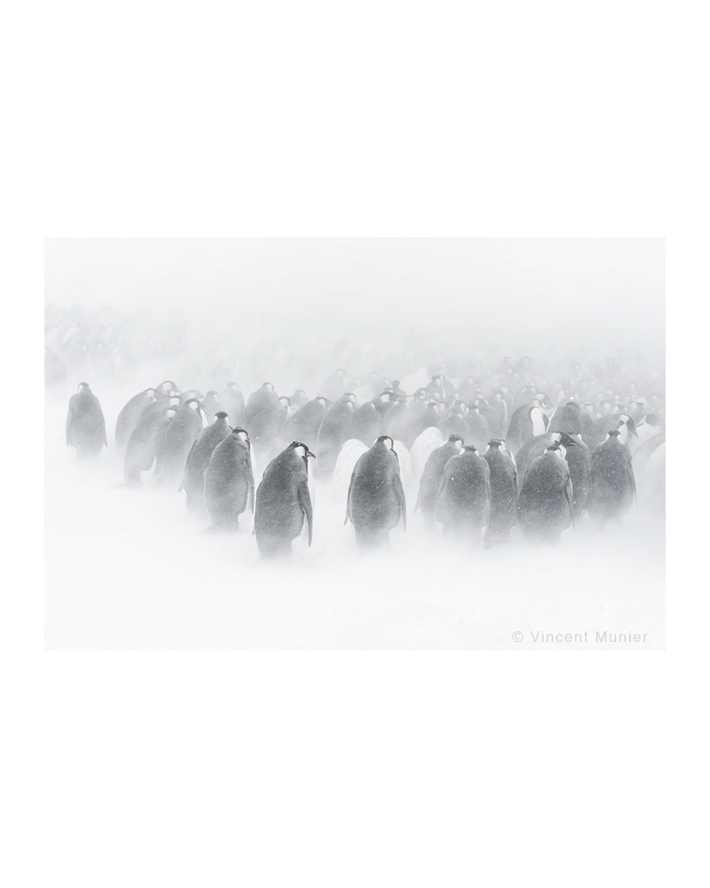VMTA5 Facing snowstorm, emperor penguins