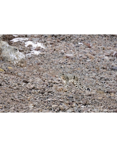 VMTI112 Snow leopard