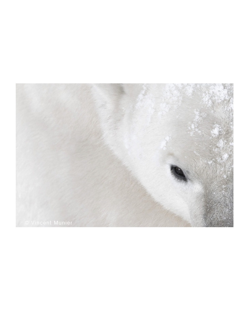 VMAR37 Polar bear