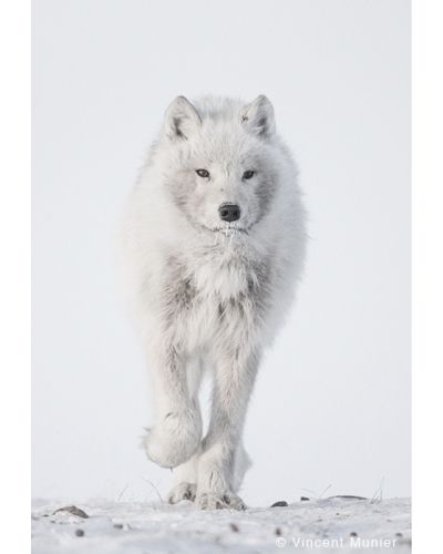 VMEL-BD235 Loup Arctique