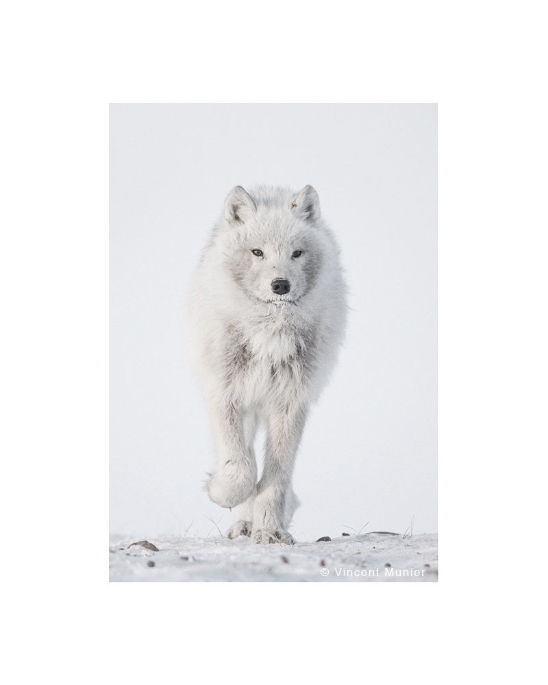 VMEL-BD235 Loup Arctique