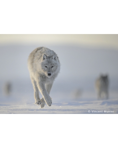 VMEL-BD244 Loup Arctique