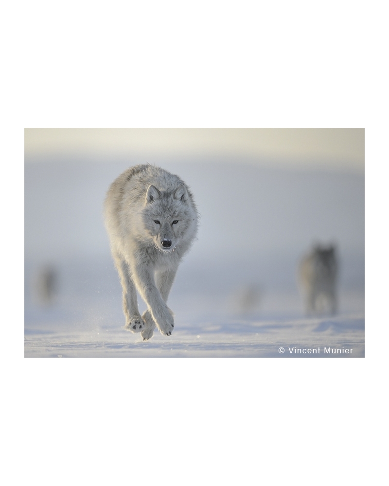 VMEL-BD244 Loup Arctique