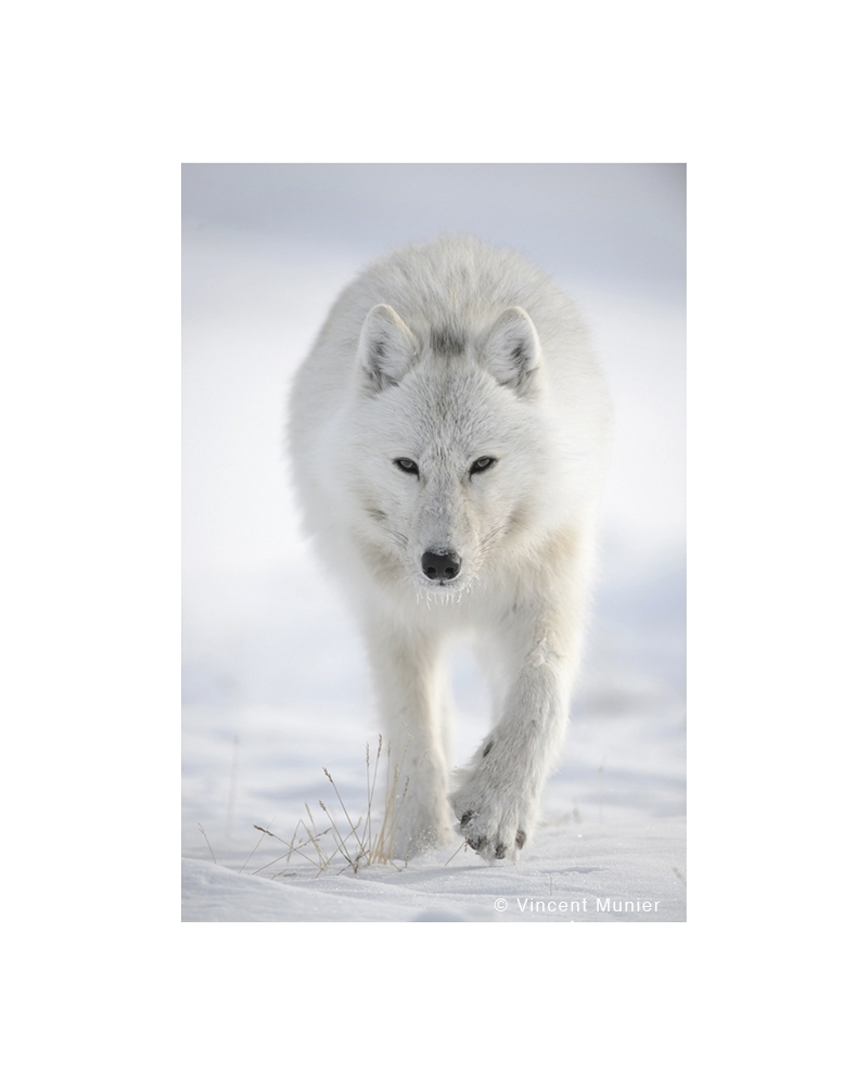 VMEL-BD271 Loup Arctique