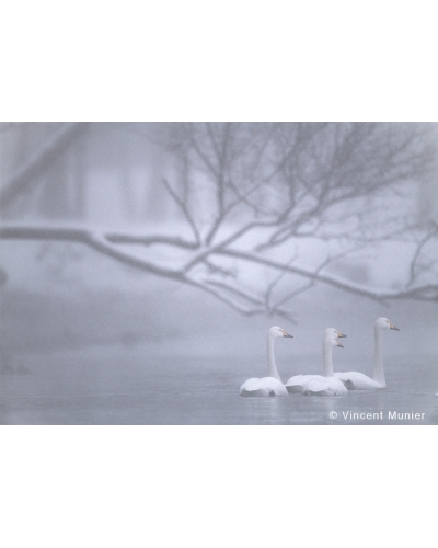 VMHO-BD264 Four Swans
