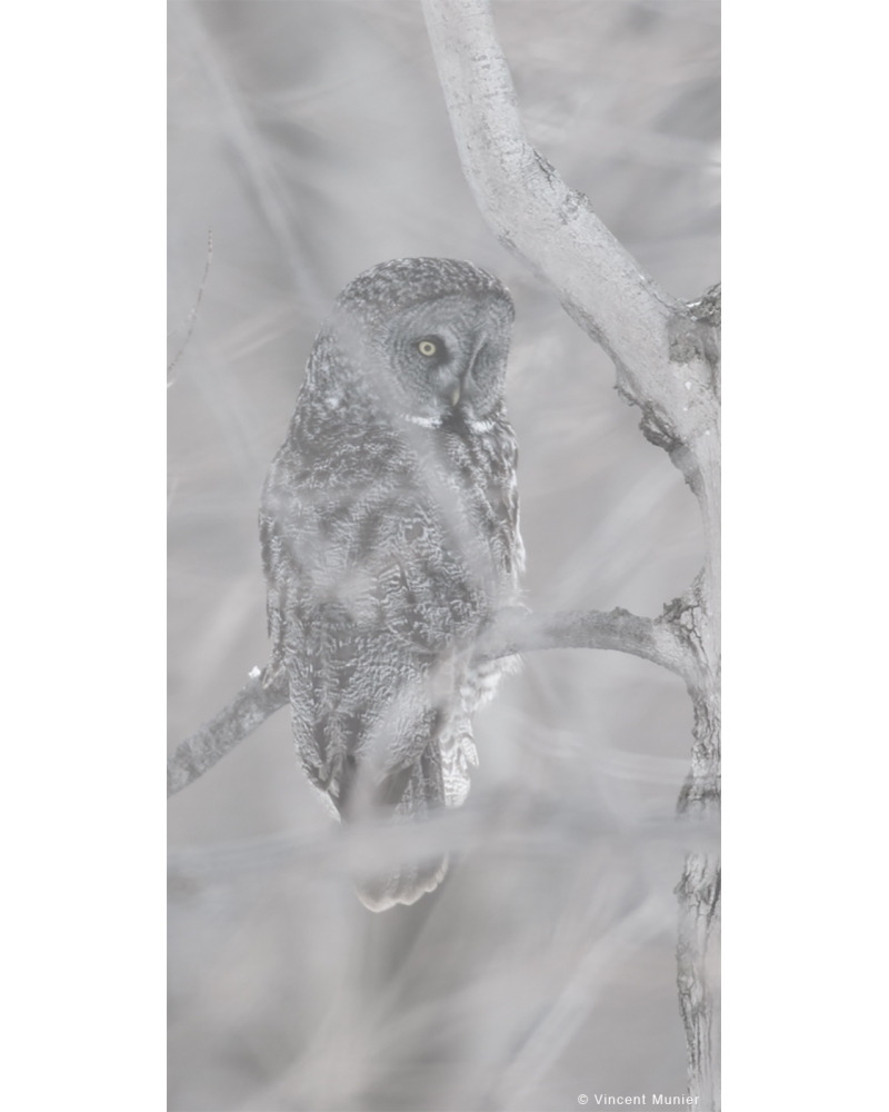 VMSOV37 Great Grey Owl, Canada