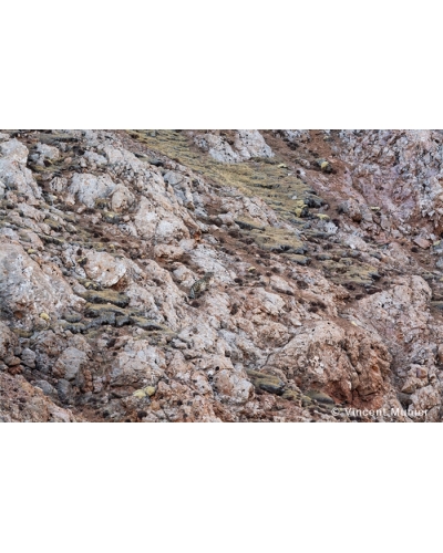 VMTI113 La Palette des Lichens. Panthère des Neiges