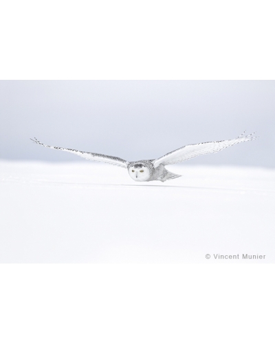 VMCA1144 Snowy owl