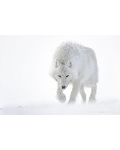 VMAR57 Loup arctique