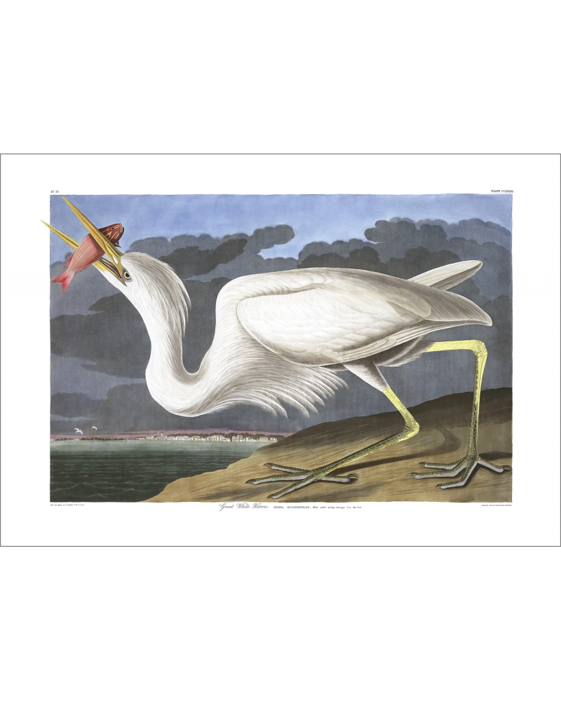 JJA281 Great White Heron