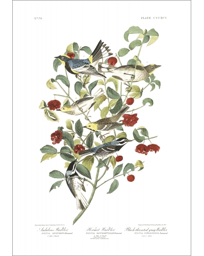 JJA395 Audubon Warbler