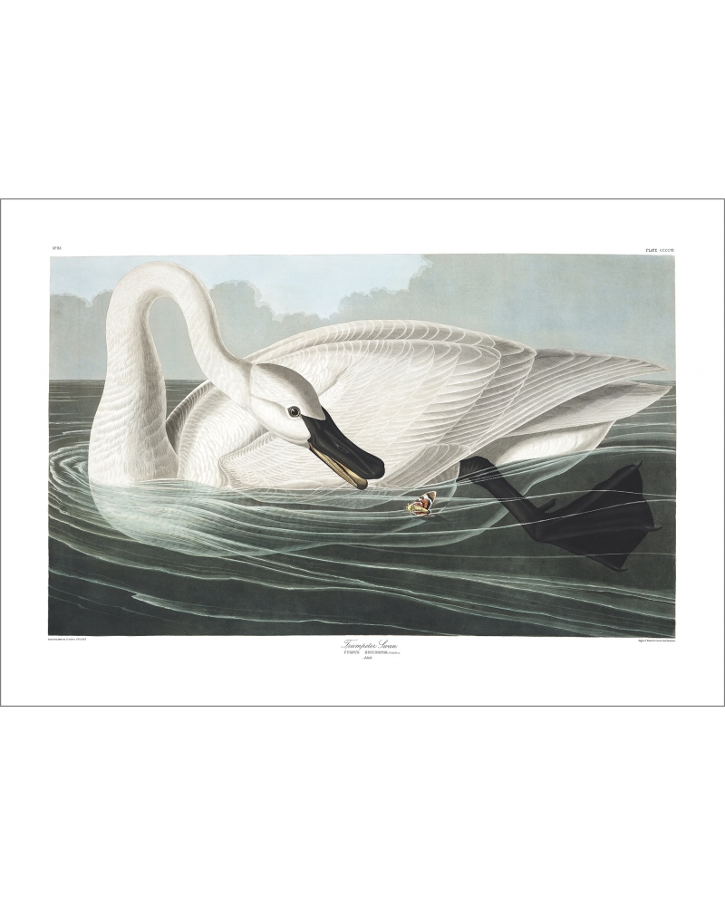 JJA406 Trumpeter Swan
