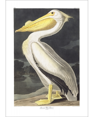 JJA311 American White Pelican