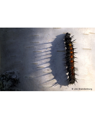 DOS39 Caterpillar on birch