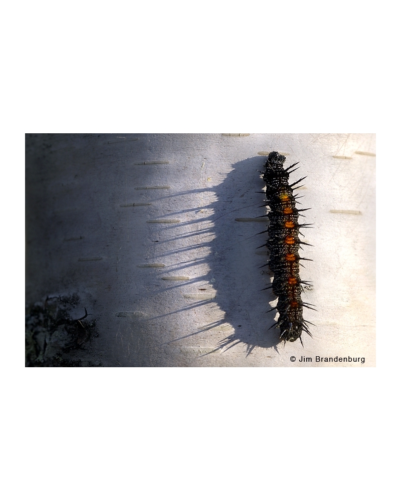 DOS39 Caterpillar on birch