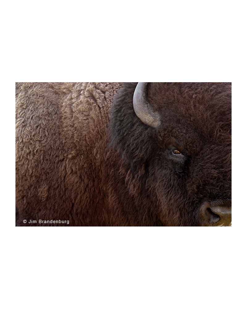 DOS53 Bull bison