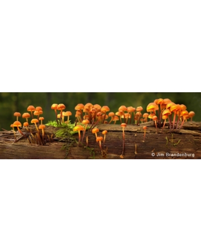 DOS68 Mushroom forest