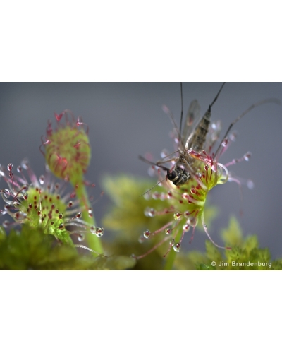 DOS89 Sundew eating a mosquito