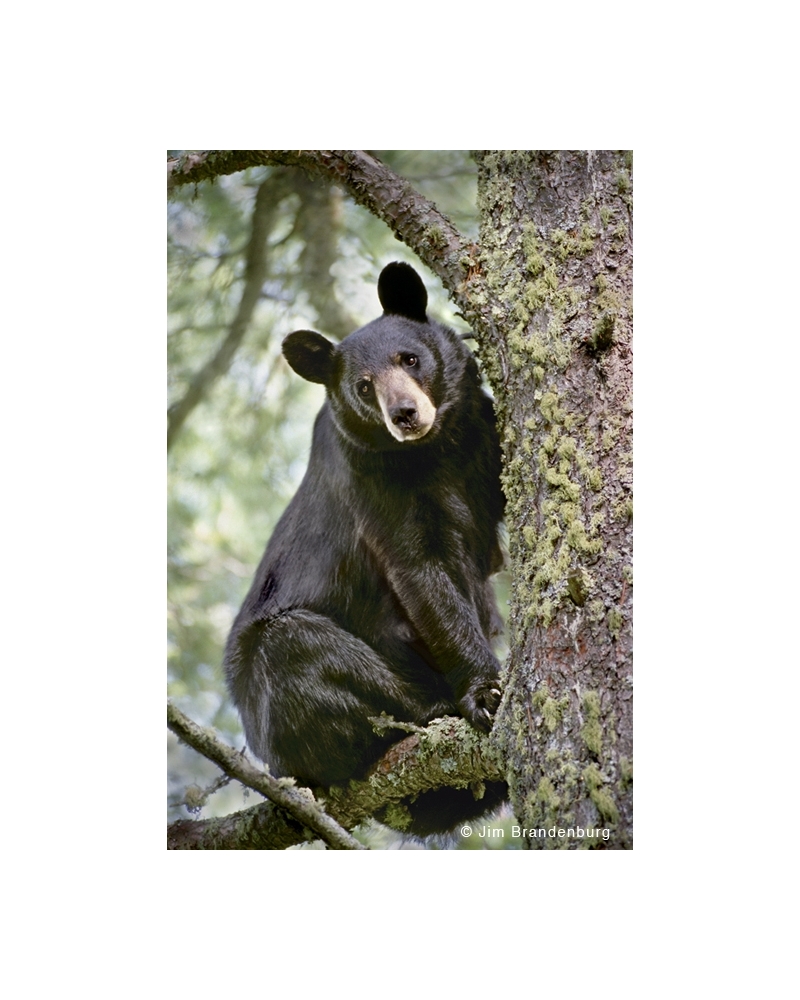 NW511 Bear at Judd Creek