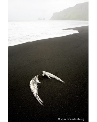 M505 Gull wings on black beach