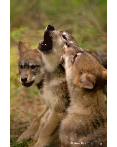 BW20 Wolf pups howl