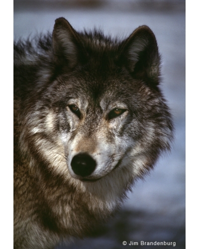 BW57 Wolf portrait
