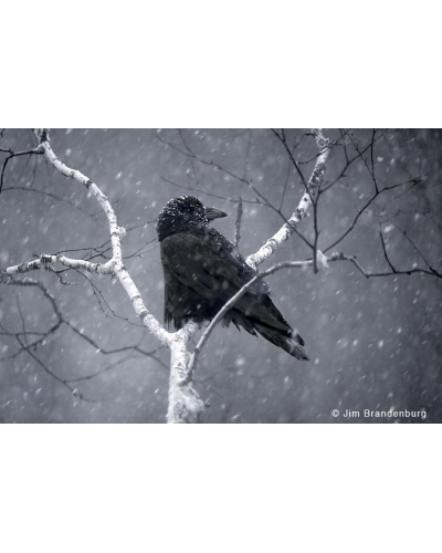 BW121 Raven in birch and snowfall