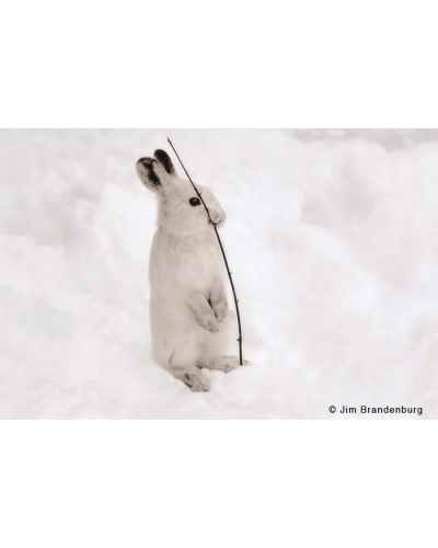 BW123 Snowshoe hare with stick