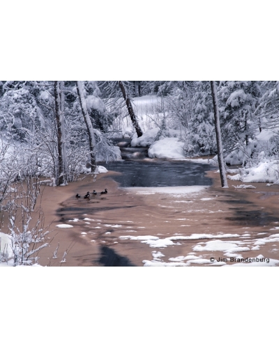 NW526 Wood ducks on Judd Creek