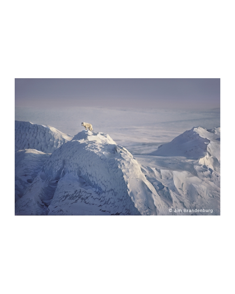 AR15 Arctic wolf on iceberg, Ellesmere