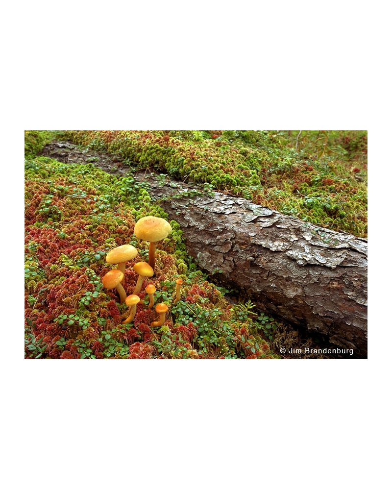 Day11 Mushrooms on moss