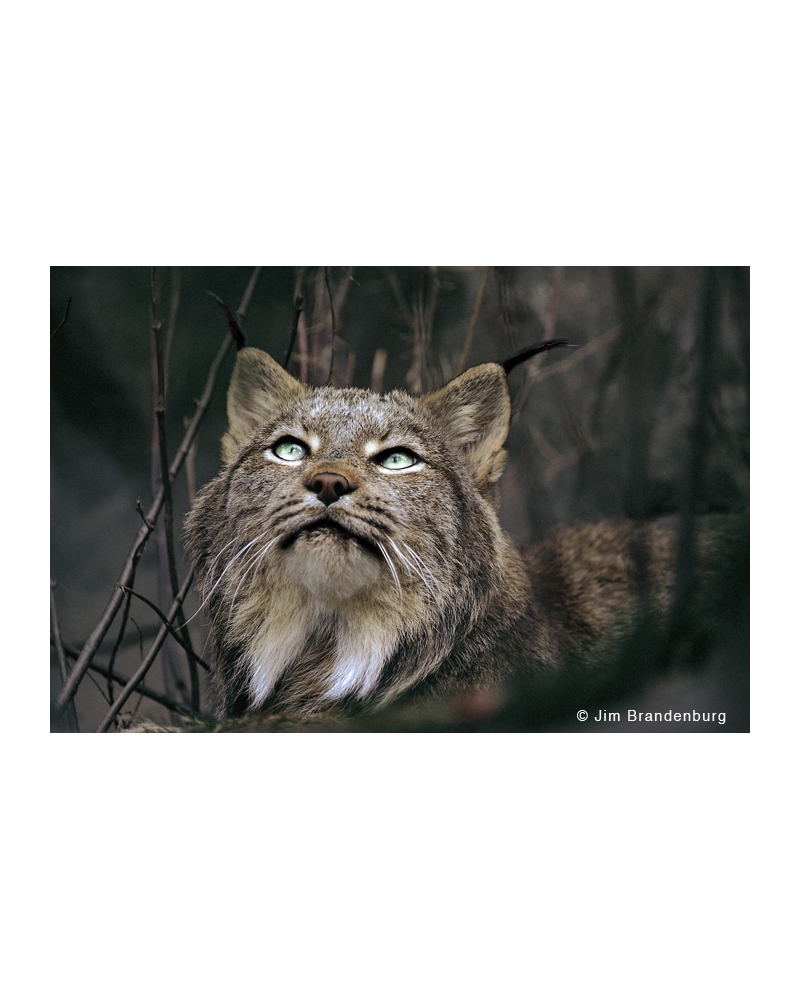 NW534 Lynx kitten