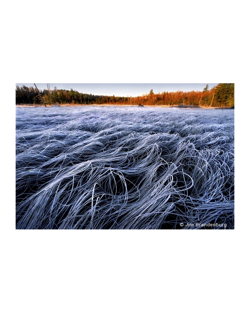 Day40 Frost grass